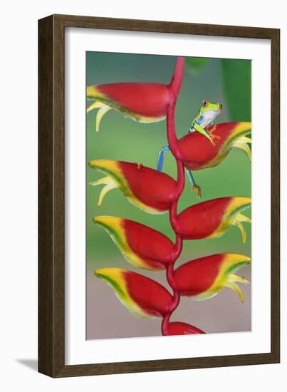 Red-Eyed Tree Frog (Agalychins Callydrias) on a Heliconia (Heliconoa Stricta) Flower, Costa Rica-Marco Simoni-Framed Photographic Print