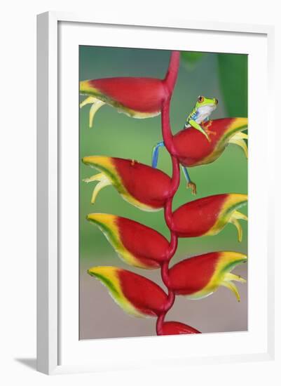 Red-Eyed Tree Frog (Agalychins Callydrias) on a Heliconia (Heliconoa Stricta) Flower, Costa Rica-Marco Simoni-Framed Photographic Print