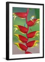 Red-Eyed Tree Frog (Agalychins Callydrias) on a Heliconia (Heliconoa Stricta) Flower, Costa Rica-Marco Simoni-Framed Photographic Print