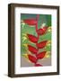 Red-Eyed Tree Frog (Agalychins Callydrias) on a Heliconia (Heliconoa Stricta) Flower, Costa Rica-Marco Simoni-Framed Photographic Print