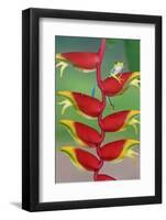 Red-Eyed Tree Frog (Agalychins Callydrias) on a Heliconia (Heliconoa Stricta) Flower, Costa Rica-Marco Simoni-Framed Photographic Print