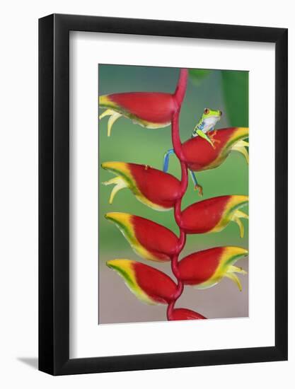 Red-Eyed Tree Frog (Agalychins Callydrias) on a Heliconia (Heliconoa Stricta) Flower, Costa Rica-Marco Simoni-Framed Photographic Print