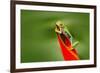 Red-Eyed Tree Frog, Agalychnis Callidryas, Animal with Big Red Eyes, in the Nature Habitat, Costa R-Ondrej Prosicky-Framed Photographic Print