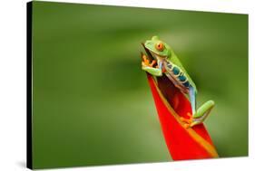 Red-Eyed Tree Frog, Agalychnis Callidryas, Animal with Big Red Eyes, in the Nature Habitat, Costa R-Ondrej Prosicky-Stretched Canvas