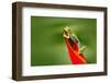Red-Eyed Tree Frog, Agalychnis Callidryas, Animal with Big Red Eyes, in the Nature Habitat, Costa R-Ondrej Prosicky-Framed Photographic Print