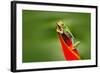 Red-Eyed Tree Frog, Agalychnis Callidryas, Animal with Big Red Eyes, in the Nature Habitat, Costa R-Ondrej Prosicky-Framed Photographic Print