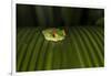 Red-Eyed Tree Frog (Agalychnis callidryas), Boca Tapada, Alajuela Province, Costa Rica-Matthew Williams-Ellis-Framed Photographic Print