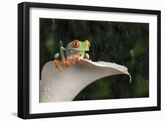 Red Eyed Tree Frog (Agalychnis Callidryas), captive, Colombia, South America-Janette Hill-Framed Photographic Print