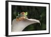 Red Eyed Tree Frog (Agalychnis Callidryas), captive, Colombia, South America-Janette Hill-Framed Photographic Print