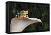 Red Eyed Tree Frog (Agalychnis Callidryas), captive, Colombia, South America-Janette Hill-Framed Stretched Canvas