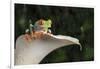 Red Eyed Tree Frog (Agalychnis Callidryas), captive, Colombia, South America-Janette Hill-Framed Photographic Print