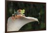 Red Eyed Tree Frog (Agalychnis Callidryas), captive, Colombia, South America-Janette Hill-Framed Photographic Print