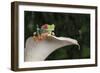 Red Eyed Tree Frog (Agalychnis Callidryas), captive, Colombia, South America-Janette Hill-Framed Premium Photographic Print