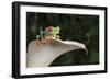 Red Eyed Tree Frog (Agalychnis Callidryas), captive, Colombia, South America-Janette Hill-Framed Premium Photographic Print
