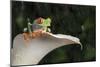 Red Eyed Tree Frog (Agalychnis Callidryas), captive, Colombia, South America-Janette Hill-Mounted Premium Photographic Print