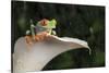 Red Eyed Tree Frog (Agalychnis Callidryas), captive, Colombia, South America-Janette Hill-Stretched Canvas