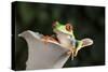 Red Eyed Tree Frog (Agalychnis Callidryas), captive, Colombia, South America-Janette Hill-Stretched Canvas