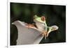 Red Eyed Tree Frog (Agalychnis Callidryas), captive, Colombia, South America-Janette Hill-Framed Photographic Print