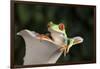 Red Eyed Tree Frog (Agalychnis Callidryas), captive, Colombia, South America-Janette Hill-Framed Photographic Print