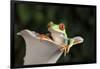 Red Eyed Tree Frog (Agalychnis Callidryas), captive, Colombia, South America-Janette Hill-Framed Photographic Print