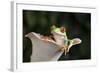 Red Eyed Tree Frog (Agalychnis Callidryas), captive, Colombia, South America-Janette Hill-Framed Photographic Print