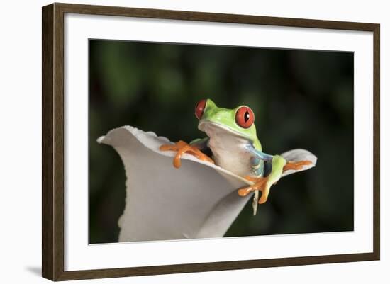 Red Eyed Tree Frog (Agalychnis Callidryas), captive, Colombia, South America-Janette Hill-Framed Photographic Print