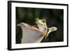 Red Eyed Tree Frog (Agalychnis Callidryas), captive, Colombia, South America-Janette Hill-Framed Photographic Print