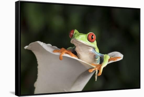 Red Eyed Tree Frog (Agalychnis Callidryas), captive, Colombia, South America-Janette Hill-Framed Stretched Canvas