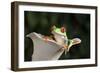 Red Eyed Tree Frog (Agalychnis Callidryas), captive, Colombia, South America-Janette Hill-Framed Photographic Print