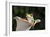 Red Eyed Tree Frog (Agalychnis Callidryas), captive, Colombia, South America-Janette Hill-Framed Photographic Print