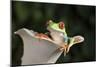Red Eyed Tree Frog (Agalychnis Callidryas), captive, Colombia, South America-Janette Hill-Mounted Photographic Print