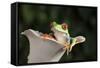 Red Eyed Tree Frog (Agalychnis Callidryas), captive, Colombia, South America-Janette Hill-Framed Stretched Canvas