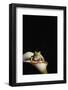 Red eyed tree frog (Agalychnis Callidryas), captive, United Kingdom, Europe-Janette Hill-Framed Photographic Print