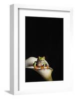 Red eyed tree frog (Agalychnis Callidryas), captive, United Kingdom, Europe-Janette Hill-Framed Photographic Print