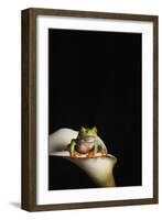 Red eyed tree frog (Agalychnis Callidryas), captive, United Kingdom, Europe-Janette Hill-Framed Photographic Print