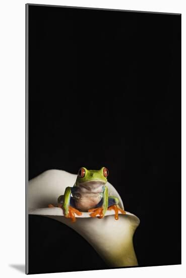 Red eyed tree frog (Agalychnis Callidryas), captive, United Kingdom, Europe-Janette Hill-Mounted Photographic Print