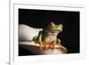 Red eyed tree frog (Agalychnis Callidryas), captive, United Kingdom, Europe-Janette Hill-Framed Photographic Print