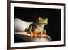 Red eyed tree frog (Agalychnis Callidryas), captive, United Kingdom, Europe-Janette Hill-Framed Photographic Print