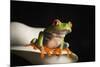 Red eyed tree frog (Agalychnis Callidryas), captive, United Kingdom, Europe-Janette Hill-Mounted Photographic Print