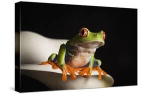 Red eyed tree frog (Agalychnis Callidryas), captive, United Kingdom, Europe-Janette Hill-Stretched Canvas