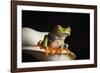 Red eyed tree frog (Agalychnis Callidryas), captive, United Kingdom, Europe-Janette Hill-Framed Photographic Print