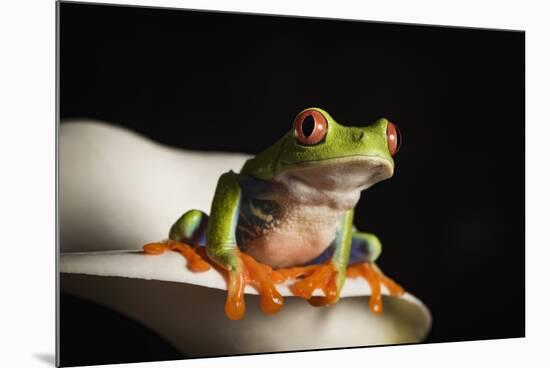 Red eyed tree frog (Agalychnis Callidryas), captive, United Kingdom, Europe-Janette Hill-Mounted Photographic Print