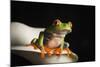 Red eyed tree frog (Agalychnis Callidryas), captive, United Kingdom, Europe-Janette Hill-Mounted Photographic Print