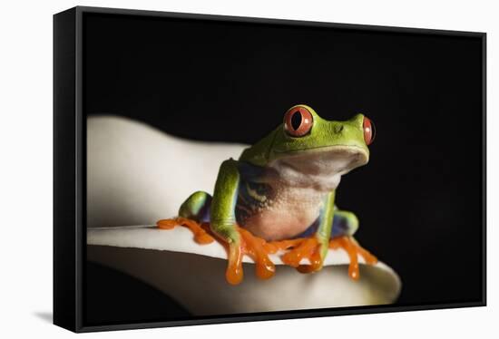 Red eyed tree frog (Agalychnis Callidryas), captive, United Kingdom, Europe-Janette Hill-Framed Stretched Canvas