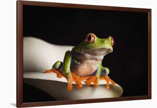 Red eyed tree frog (Agalychnis Callidryas), captive, United Kingdom, Europe-Janette Hill-Framed Photographic Print