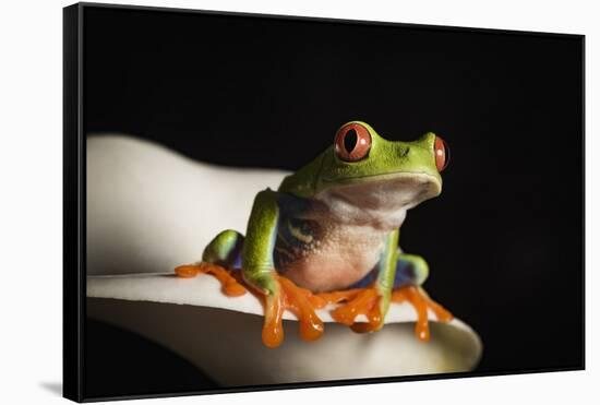 Red eyed tree frog (Agalychnis Callidryas), captive, United Kingdom, Europe-Janette Hill-Framed Stretched Canvas