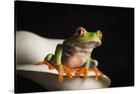 Red eyed tree frog (Agalychnis Callidryas), captive, United Kingdom, Europe-Janette Hill-Stretched Canvas