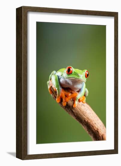 Red-Eyed Tree Frog (Agalychnis Callidryas). Controlled, Studio-Adrian Davies-Framed Photographic Print