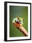 Red-Eyed Tree Frog (Agalychnis Callidryas). Controlled, Studio-Adrian Davies-Framed Photographic Print