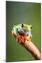 Red-Eyed Tree Frog (Agalychnis Callidryas). Controlled, Studio-Adrian Davies-Mounted Photographic Print